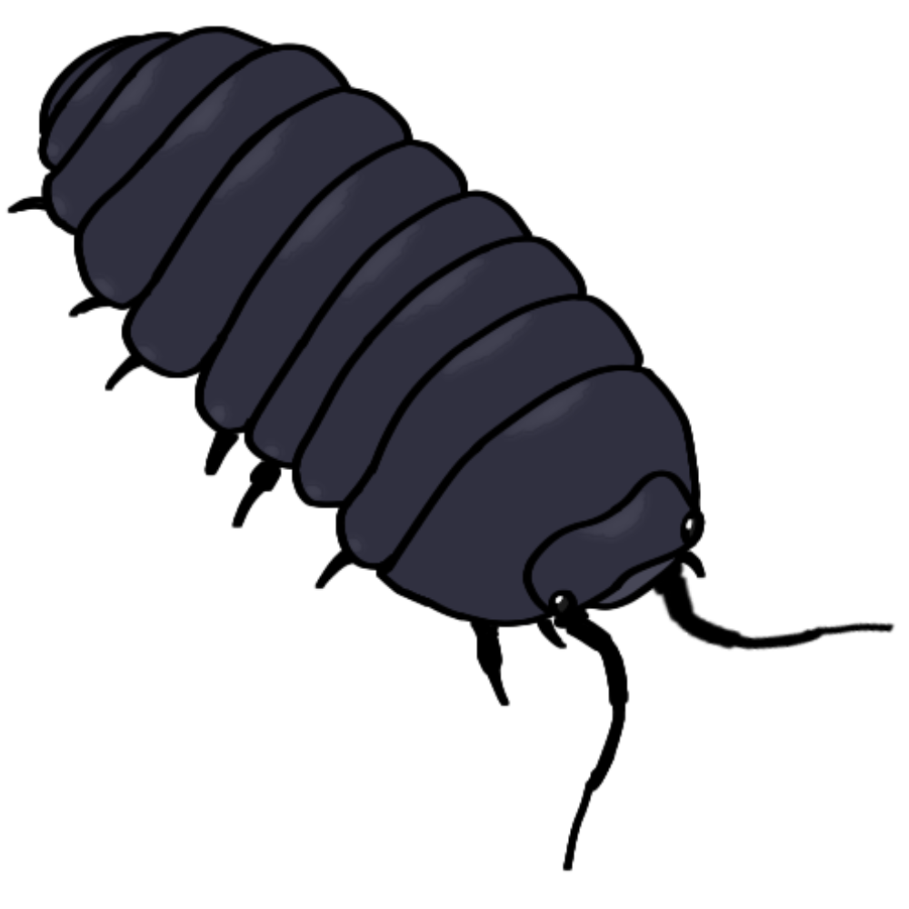 A common pill bug from a partial top view facing to the right.